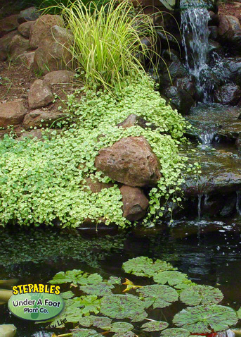 ../ProdImages/ProdImages_Extra/59_Hydrocoytle sibthorpioides Variegated Pennywort waterfall-pond_2015282.jpg
